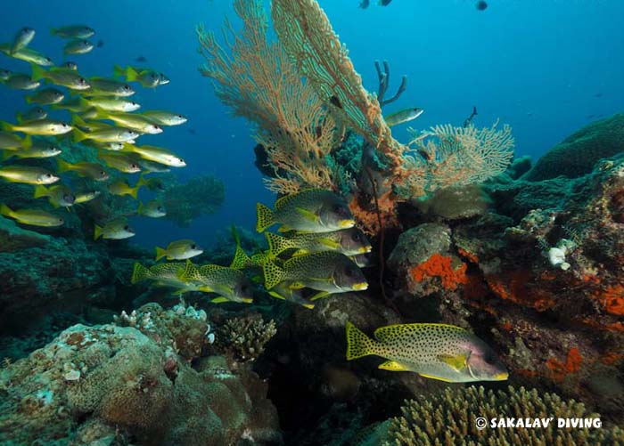 Madagascar diving differences